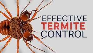 công ty diệt mối tận gốc